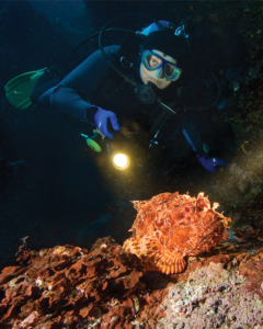Diver illuminating a fish with a light during a night dive